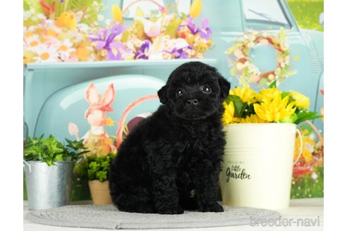 成約済の千葉県のトイプードル-296939の8枚目