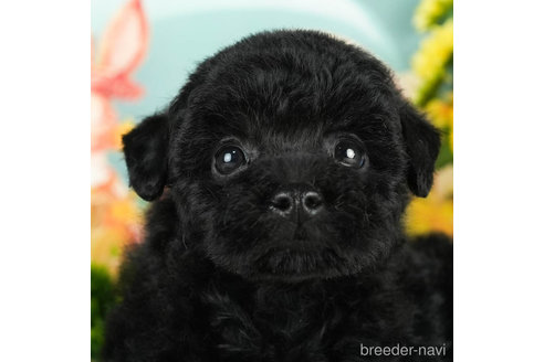 成約済の千葉県のトイプードル-296939の1枚目