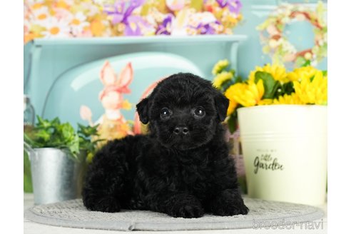 成約済の千葉県のトイプードル-296939の11枚目