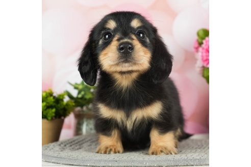 成約済の千葉県のミニチュアダックスフンド(ロングヘアード)-296943の3枚目