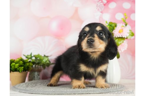 成約済の千葉県のミニチュアダックスフンド(ロングヘアード)-296943の2枚目