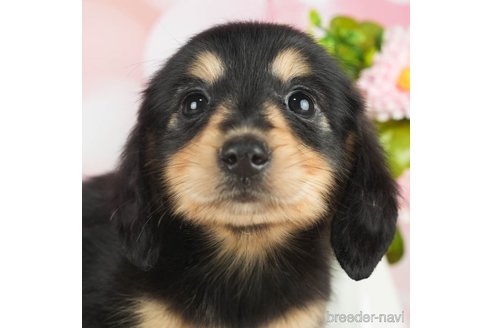 成約済の千葉県のミニチュアダックスフンド(ロングヘアード)-296943の1枚目