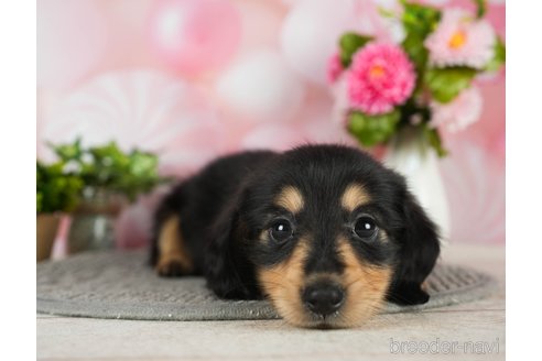 成約済の千葉県のミニチュアダックスフンド(ロングヘアード)-296943の4枚目