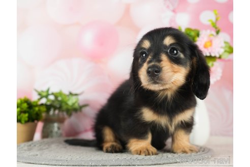 成約済の千葉県のミニチュアダックスフンド(ロングヘアード)-296943の5枚目