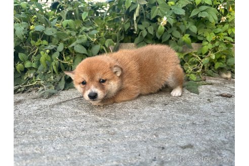 成約済の熊本県の豆柴-289585の2枚目