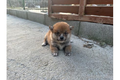 成約済の熊本県の豆柴-289587の2枚目