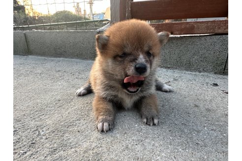 成約済の熊本県の豆柴-289587の3枚目