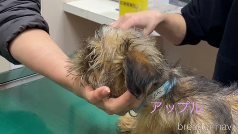 成約済の東京都のブリュッセルグリフォン-281617の7枚目