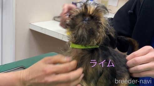 成約済の東京都のブリュッセルグリフォン-281618の7枚目