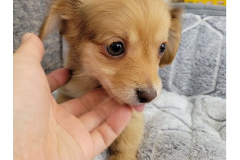 成約済の神奈川県のチワックス:チワワ×ミニチュアダックスフンド-293670の8枚目