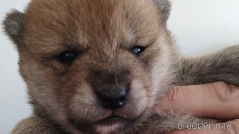 成約済の千葉県の柴犬-297008の4枚目