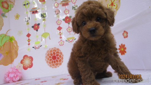 成約済の鳥取県のタイニープードル-297061の1枚目