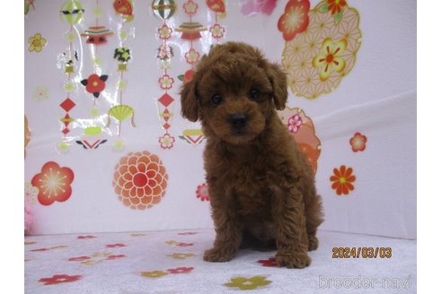 成約済の鳥取県のタイニープードル-297061の2枚目