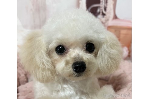 成約済の岡山県のティーカッププードル-256929の5枚目