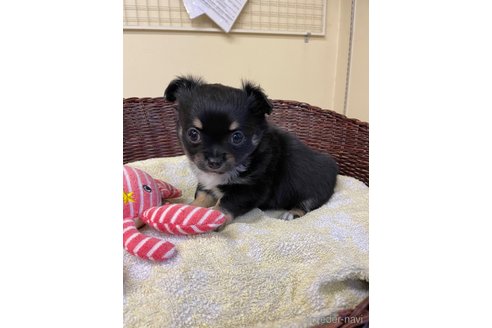 成約済の愛知県のチワワ(ロングコート)-297107の2枚目