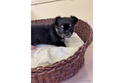 成約済の愛知県のチワワ(ロングコート)-297107の4枚目