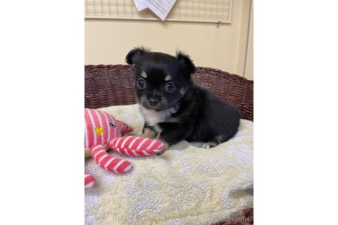 成約済の愛知県のチワワ(ロングコート)-297107の5枚目