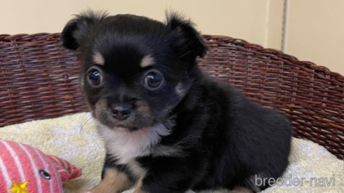 成約済の愛知県のチワワ(ロングコート)-297107の1枚目