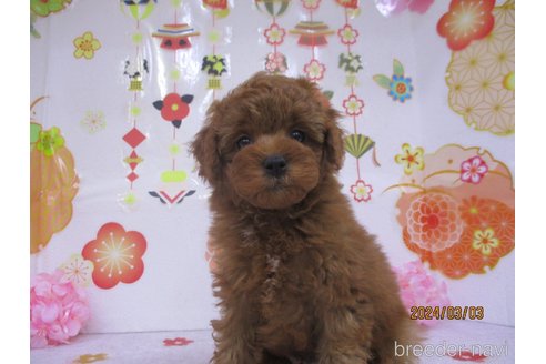 成約済の鳥取県のタイニープードル-297112の2枚目