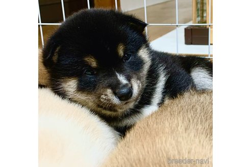 成約済の和歌山県の豆柴-294951の2枚目