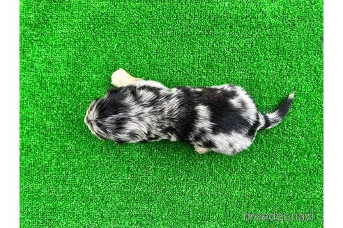 成約済の兵庫県のカニンヘンダックスフンド(ロングヘアード)-297183の4枚目