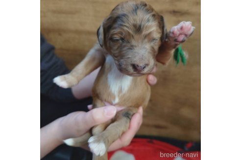成約済の長野県のミックス犬-297240の25枚目