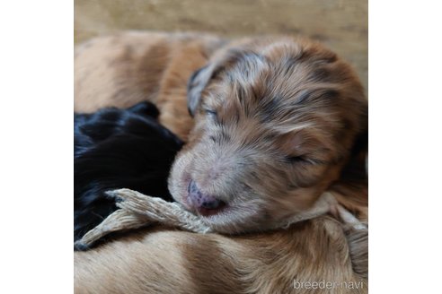 成約済の長野県のミックス犬-297243の25枚目