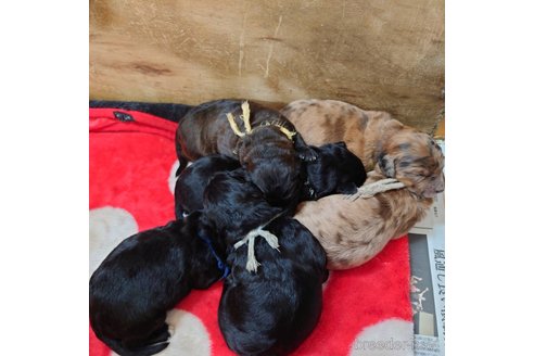 成約済の長野県のミックス犬-297243の25枚目