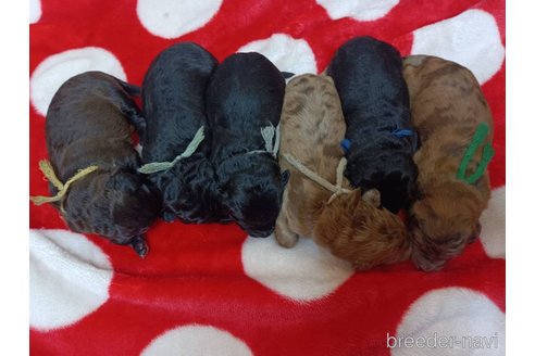 成約済の長野県のミックス犬-297243の22枚目