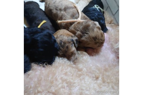 成約済の長野県のミックス犬-297243の21枚目