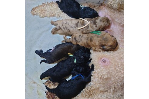 成約済の長野県のミックス犬-297243の20枚目