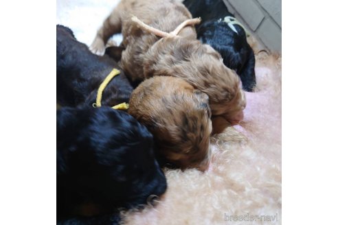 成約済の長野県のミックス犬-297243の19枚目