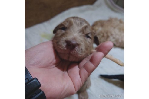 成約済の長野県のミックス犬-297243の18枚目