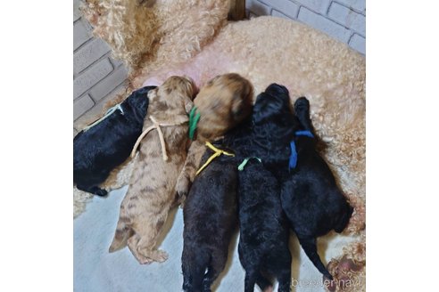 成約済の長野県のミックス犬-297243の17枚目