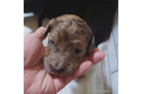成約済の長野県のミックス犬-297243の15枚目