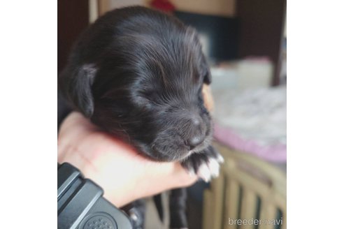 成約済の長野県のミックス犬-297075の20枚目