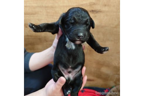 成約済の長野県のミックス犬-296525の24枚目