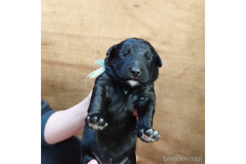 成約済の長野県のミックス犬-296525の18枚目