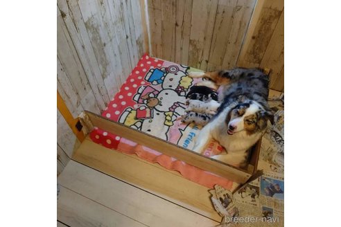 成約済の長野県のオーストラリアンシェパード-297253の26枚目