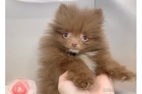 成約済の東京都のポメラニアン-288979の20枚目