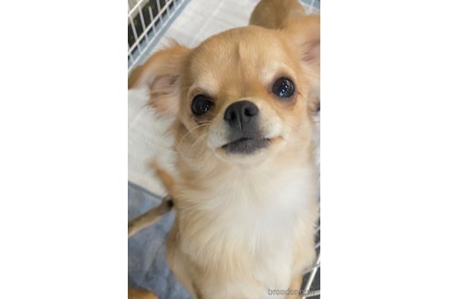 東京都のチワックス:チワワ×ミニチュアダックスフンド｜男の子