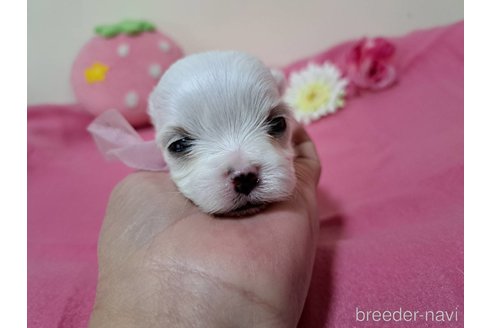 成約済の広島県のマルチーズ-297292の1枚目