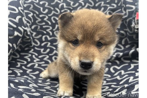 成約済の広島県の柴犬-293605の2枚目