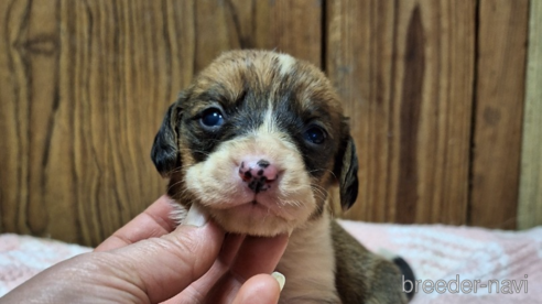 成約済の神奈川県のミックス犬-297305の1枚目