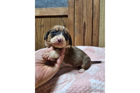 成約済の神奈川県のミックス犬-297305の4枚目