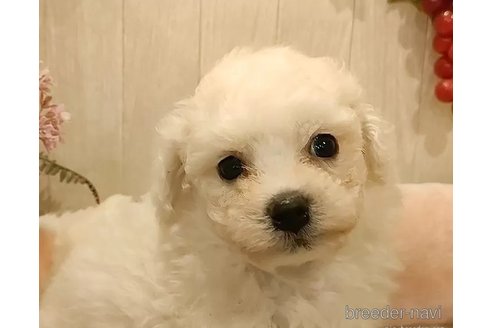 成約済の愛知県のビションフリーゼ-296333の4枚目