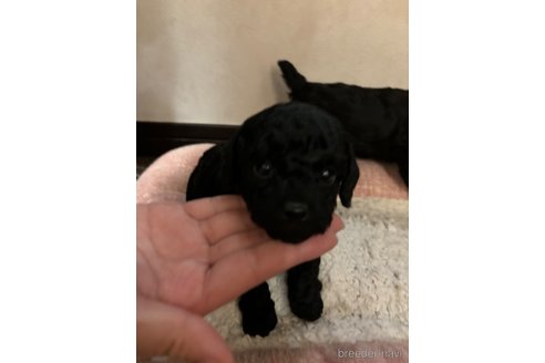 成約済の千葉県のタイニープードル-297327の21枚目