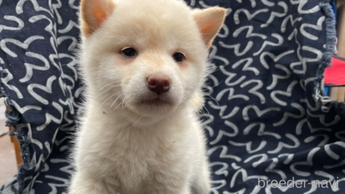 成約済の広島県の柴犬-290157の2枚目