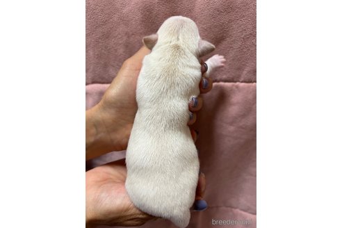 成約済の千葉県のチワワ(スムースコート)-297354の91枚目