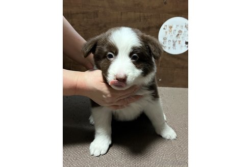 成約済の東京都のボーダーコリー-297416の1枚目